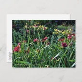 Rainy Day Reblooming Daylily Gardens Briefkaart (Voorkant / Achterkant)