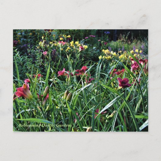 Rainy Day Reblooming Daylily Gardens Briefkaart (Voorkant)
