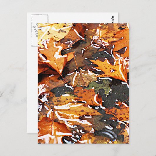 Rainy Fall Leaves Briefkaart (Voorkant / Achterkant)