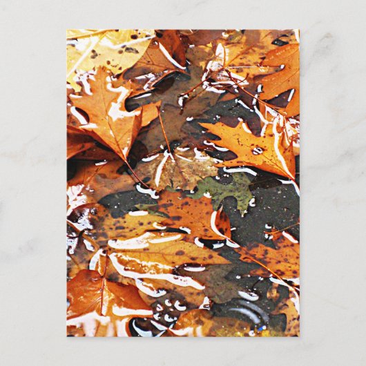 Rainy Fall Leaves Briefkaart (Voorkant)
