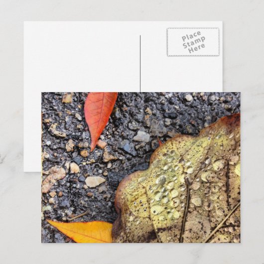 Rainy Leaves Briefkaart (Voorkant / Achterkant)