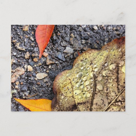 Rainy Leaves Briefkaart (Voorkant)