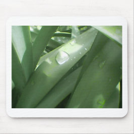 Rainy Spring Muismat