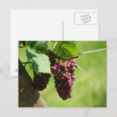 Raisin d'Alsace Briefkaart (Voorkant / Achterkant)