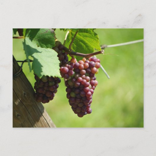 Raisin d'Alsace Briefkaart (Voorkant)