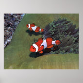 Raja Ampat Clownfish Poster (Voorkant)