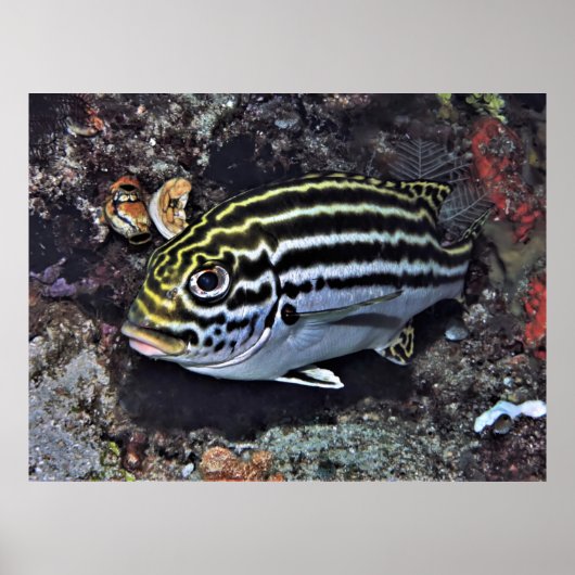 Raja Ampat Sweetlips Poster (Voorkant)