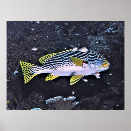 Raja Ampat Sweetlips Poster (Voorkant)