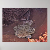 Raja Ampat Wobbegong Poster (Voorkant)