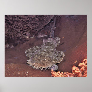 Raja Ampat Wobbegong Poster