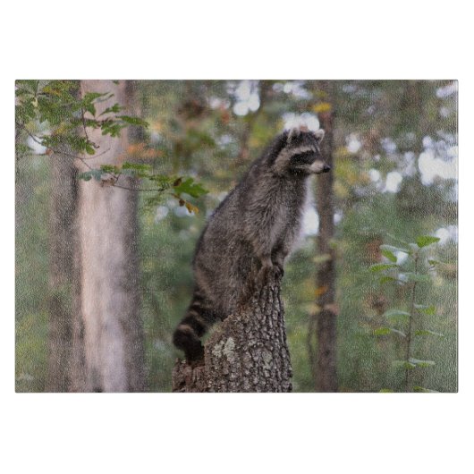 Raket op krabber snijplank (Voorkant)