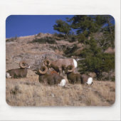 Rakkerbighorn-schaap (bachelorram-band) muismat (Voorkant)