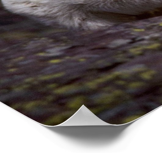 Rakkergebergte (groot mannetje) poster (Hoek)