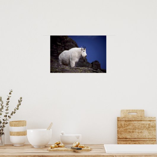 Rakkergebergte (groot mannetje) poster (Keuken)