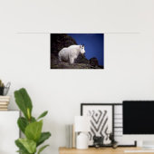 Rakkergebergte (groot mannetje) poster (Thuiskantoor)