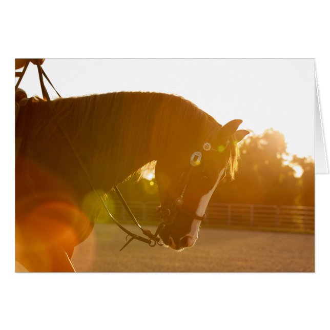 Rakkerreining in zonnestralen (Voorkant Horizontaal)