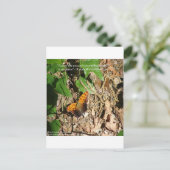 Ralph W Emerson "Pace of Natuur" Wisdom Quote Gift Briefkaart (Staand voorkant)