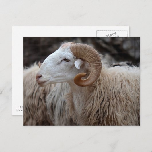 Ram Briefkaart (Voorkant / Achterkant)