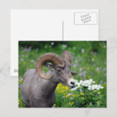 Ram - De bloemen smelten Briefkaart (Voorkant / Achterkant)