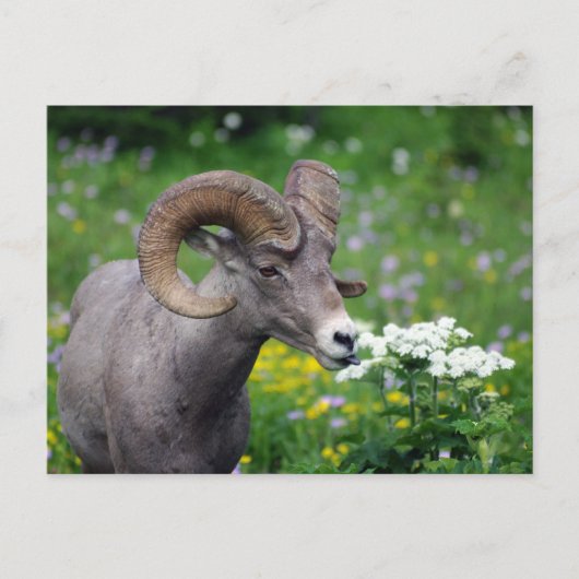 Ram - De bloemen smelten Briefkaart (Voorkant)