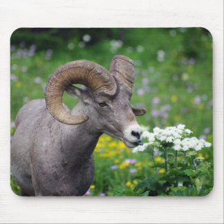 Ram - De bloemen smelten Muismat