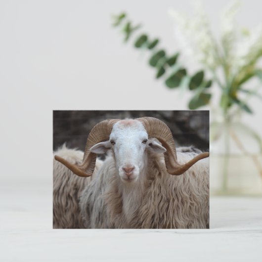 Ram - Dierlijk Briefkaart (Staand voorkant)