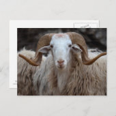 Ram - Dierlijk Briefkaart (Voorkant / Achterkant)