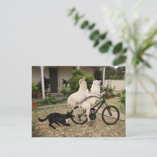 Ram en Ewe Briefkaart (Staand voorkant)