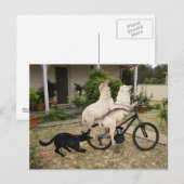 Ram en Ewe Briefkaart (Voorkant / Achterkant)