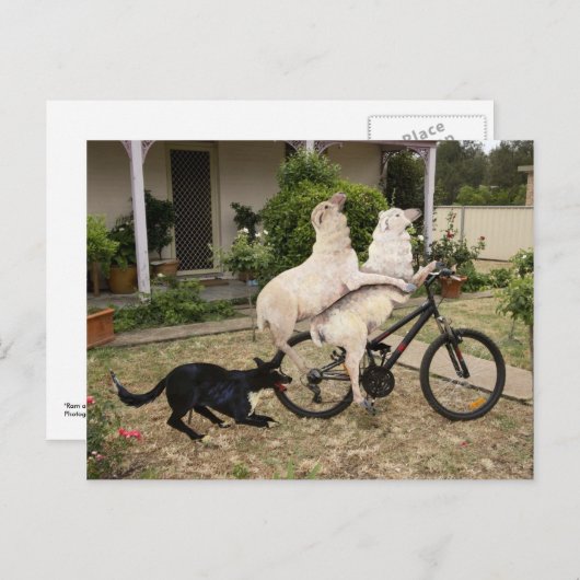 Ram en Ewe Briefkaart (Voorkant / Achterkant)