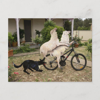 Ram en Ewe Briefkaart