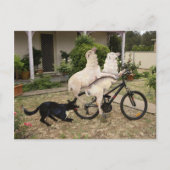 Ram en Ewe Briefkaart (Voorkant)