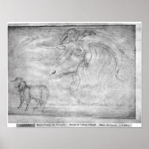 Ram en hoofd van een ram poster