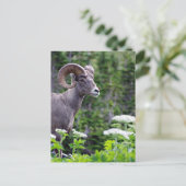 Ram in een veld briefkaart (Staand voorkant)