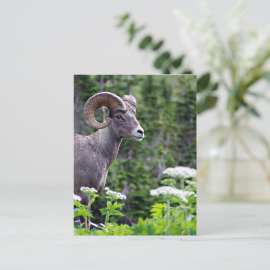 Ram in een veld briefkaart (Staand voorkant)