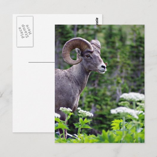 Ram in een veld briefkaart (Voorkant / Achterkant)