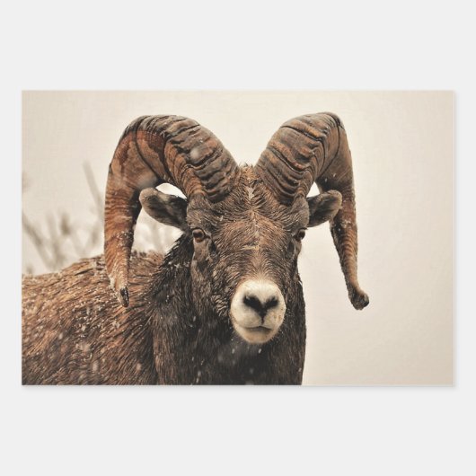 Ram Inpakpapier Vel (Voorkant 3)