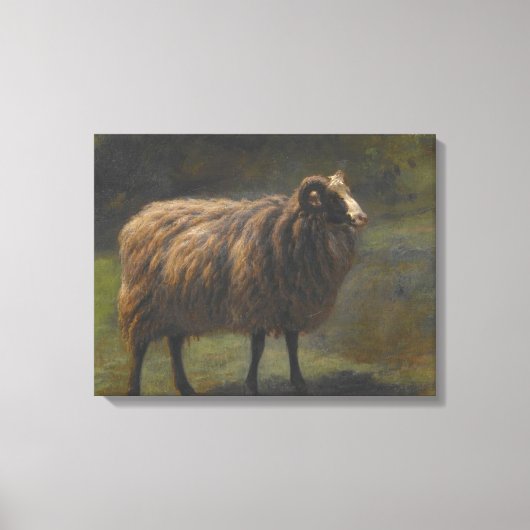 Ram (Mannelijk Schaap) op het Boerderij (door Rosa Canvas Afdruk (Voorkant)