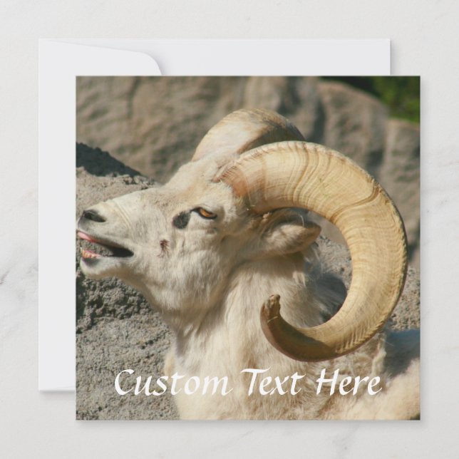 Ram of Bighorn Sheep Laughing (Voorkant)