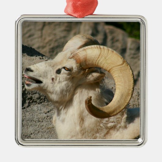 Ram of Bighorn Sheep Laughing Metalen Ornament (Voorkant)