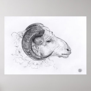 Ram - Original Drawing - Poster