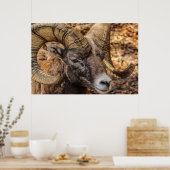 Ram Sheep Mountain Natuur Wall Poster (Keuken)