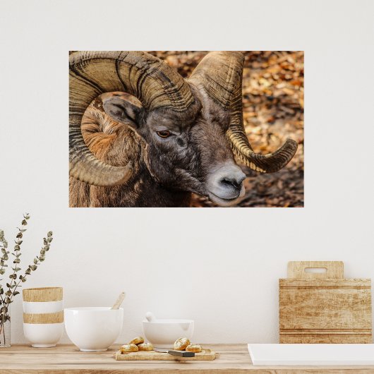Ram Sheep Mountain Natuur Wall Poster (Keuken)