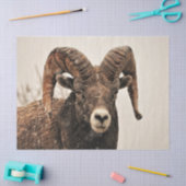 Ram Tissuepapier (Craft)