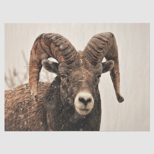 Ram Tissuepapier (Voorkant)