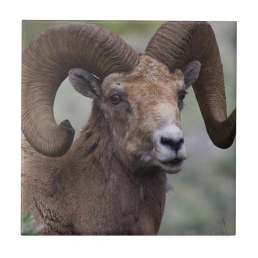 Ram van dikhoornschaap uit de Rocky Mountains Tegeltje (Voorkant)