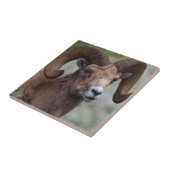 Ram van dikhoornschaap uit de Rocky Mountains Tegeltje (Zijkant)