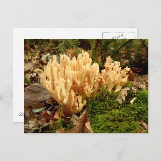 Ramaria stricta Fungi Briefkaart (Voorkant / Achterkant)