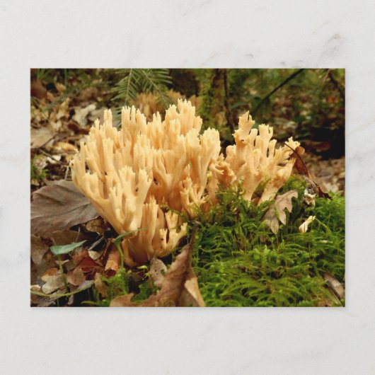 Ramaria stricta Fungi Briefkaart (Voorkant)
