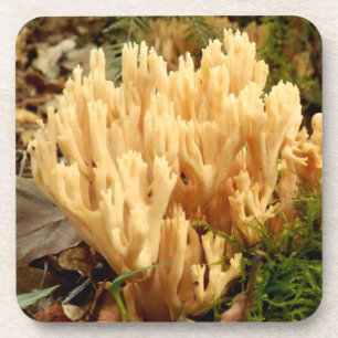 Ramaria stricta Fungi Hard Plastic Onderzetters